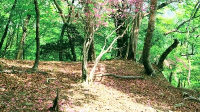 蕎麦粒山~川苔山