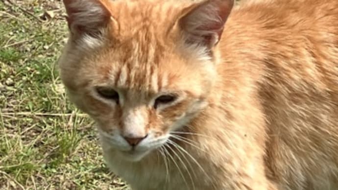 地域猫活動と野良ちゃん