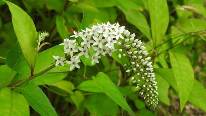 野の花