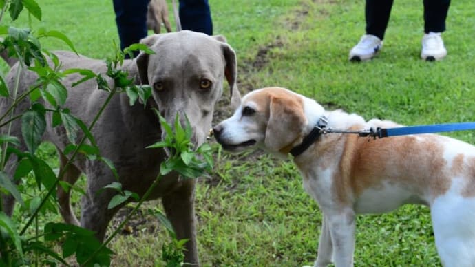 toveちゃ、看板犬になる