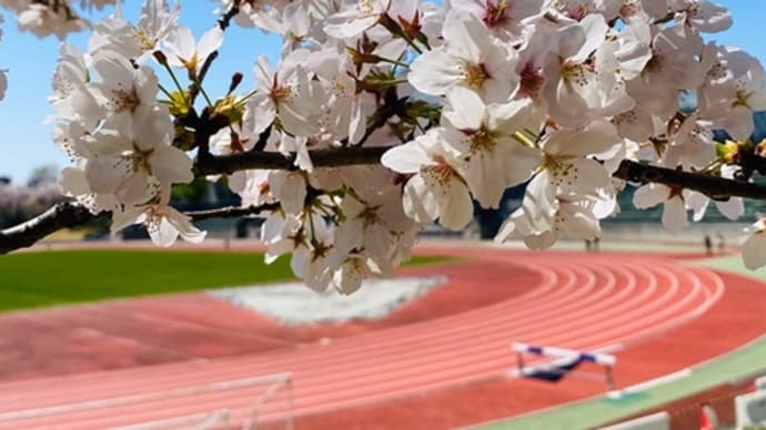 近所の桜はそろそろ見納め。