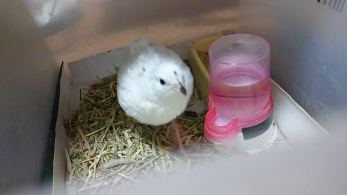 ウズラ メス達
