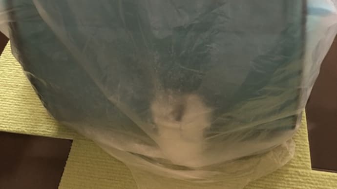 ななはストレス性膀胱炎だと判明。