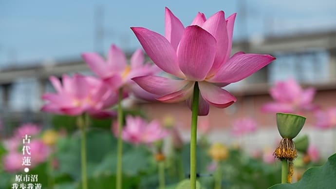 艶やかな彩り、様々に。