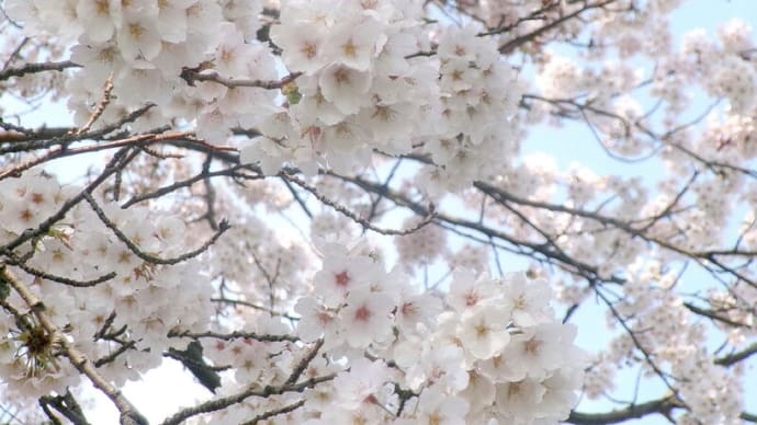 満開
