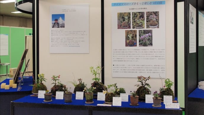 池袋、サンシャインシティ、クリスマスローズ世界展で小山飾りを展示。