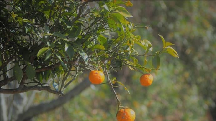 冬の散策路で一段と存在感のある実りです。 柑橘、ヤブコウジ、マンリョウ・・・