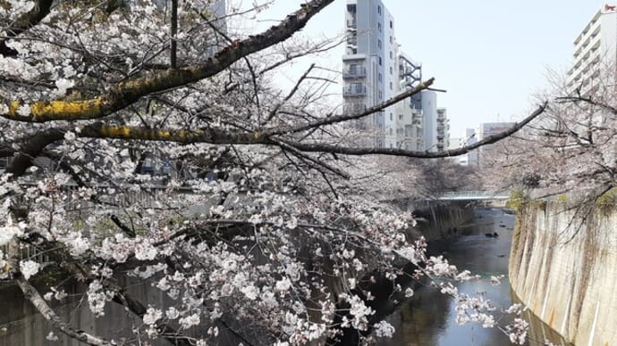神田川の桜／２０２２年面影橋から