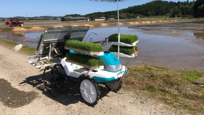 棚田米はキュートに優しく植えます😊