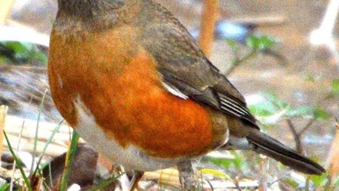 軽井沢のいろいろ 軽井沢の小鳥たち・・町の鳥はアカハラ