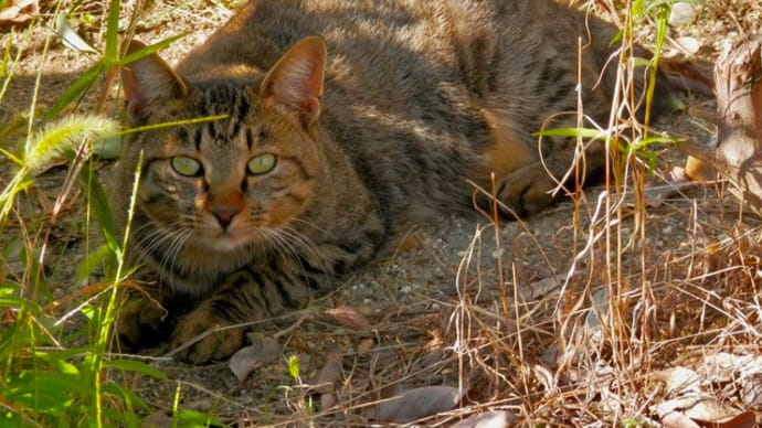 近所のノラ、地域猫2020