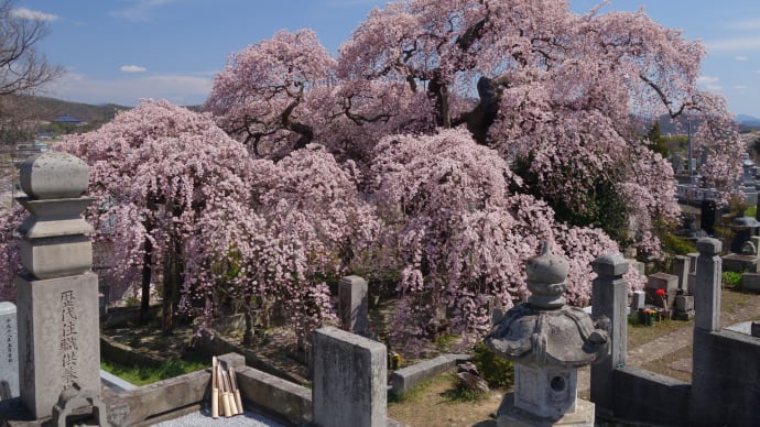 『日輪寺のしだれ桜』は満開でしたが・・・