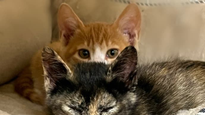 今年初の子猫