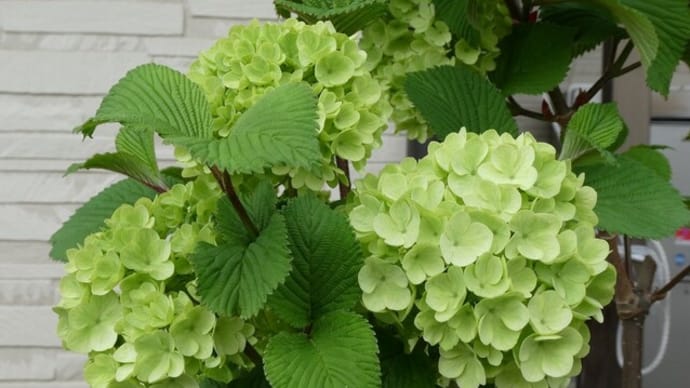 緑色の花~オオデマリ