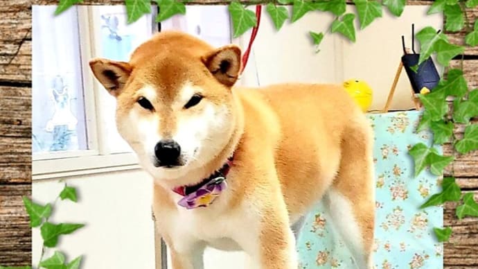 🐭 この。。。ミッキーの跡は。。。❕❕❕ 🐕