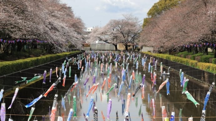 館林鶴宇田川の桜2024