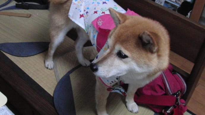 クリンを写真で偲んで・・・72日目(197日目)