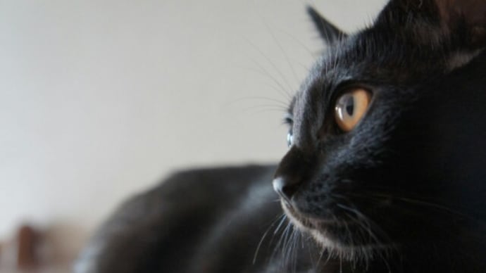 奄美ノネコ院内集会/猫を捕食する者