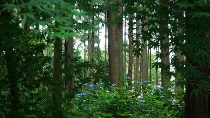 山アジサイの小道