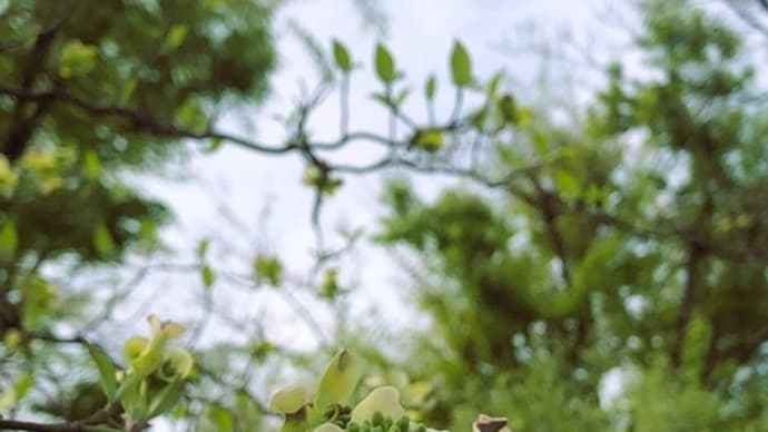 もうすぐ花水木・・🌳✨