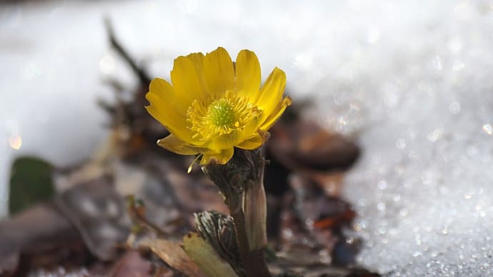 ★雪の中の福寿草 2024