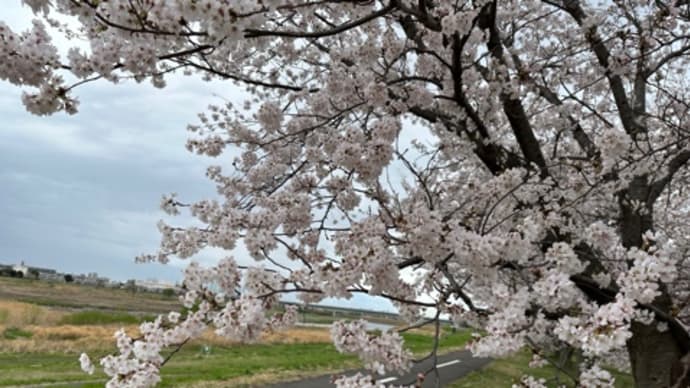 稲城北緑地公園の桜。