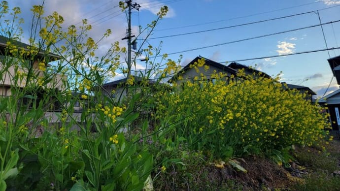 モネの庭、チューリップ咲いていたよー