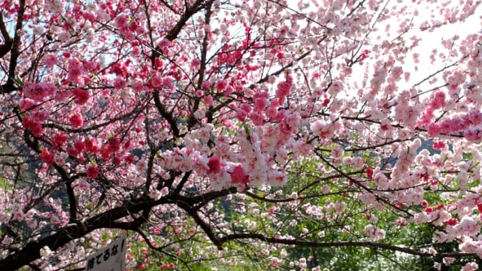 昼神温泉郷で花桃を楽しみました