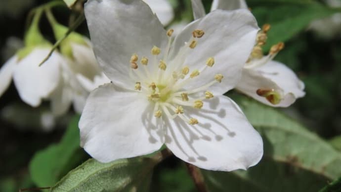 高ボッチ高原・鉢伏山で最近咲いている花 バイカウツギ (梅花空木)