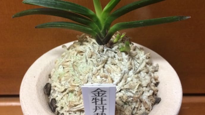 金牡丹黄縞