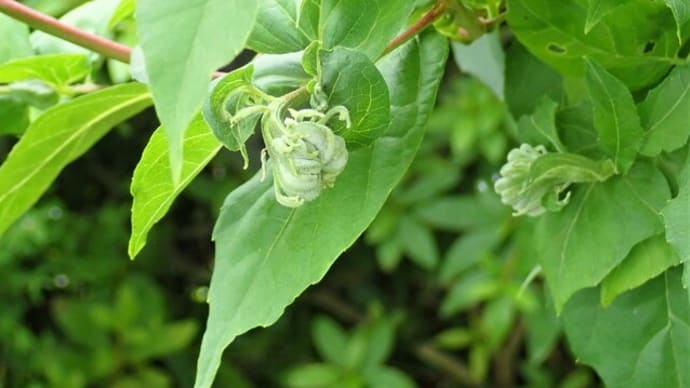 エゴノキの虫こぶ