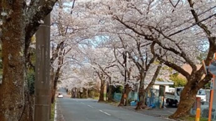 4月8日 伊豆高原桜