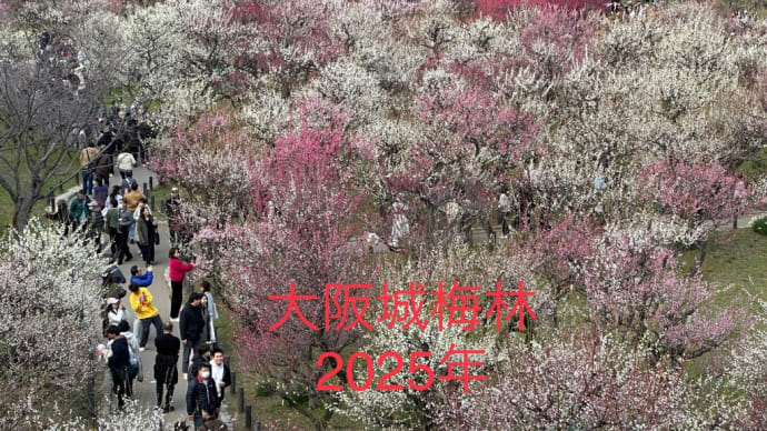 2025年大阪城梅林は105種あるけど、梅の分類はどうなのかなぁ❓