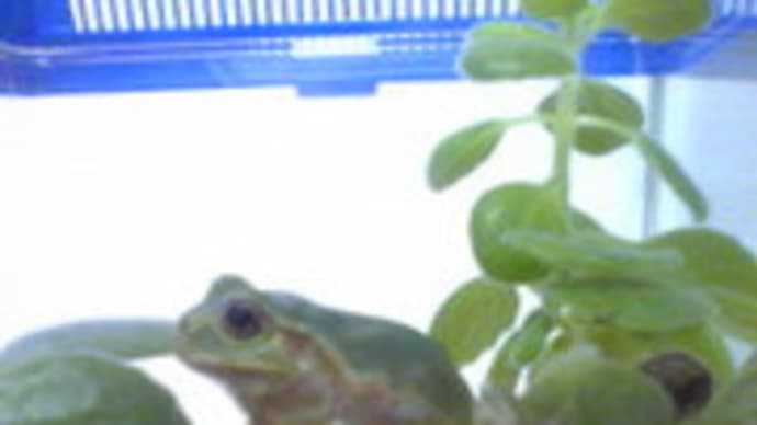 アマガエル