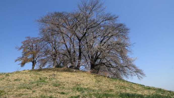 白石稲荷山古墳の桜2025