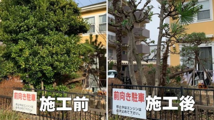 1年間で良く伸びたヤマモモの枝の剪定作業