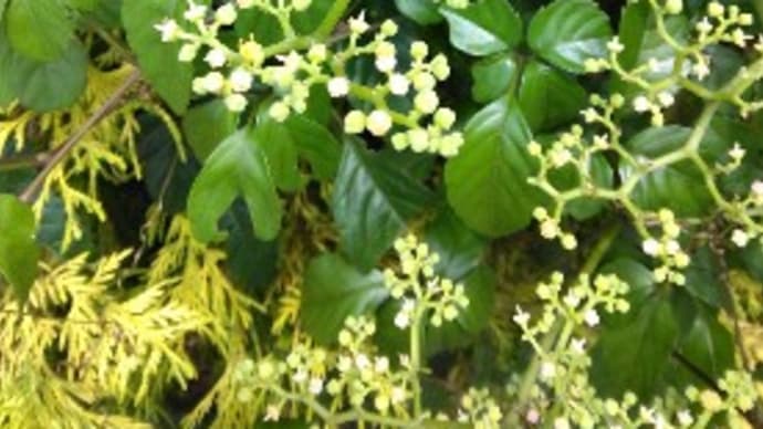 スズメバチが好む草花