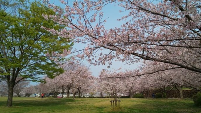 桜を見に行ってきました 3回目
