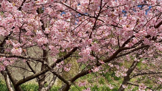 春の花見! その2