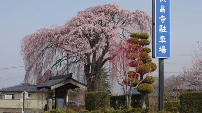 東山山麓、咲いている桜を探して春散歩