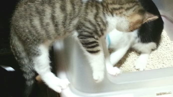 初めての猫ライフ/トイレ選び