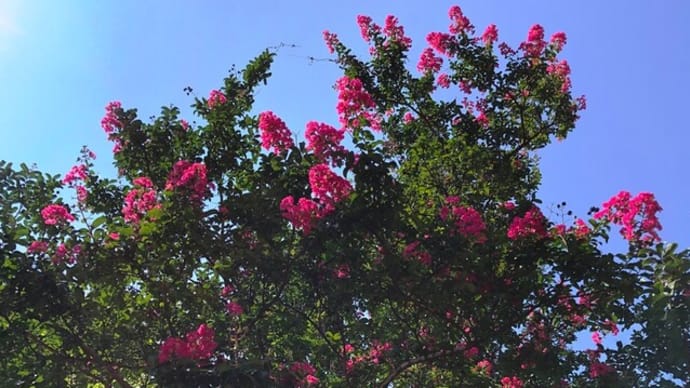 明日から夏休み・・🌳🐥🌲✨