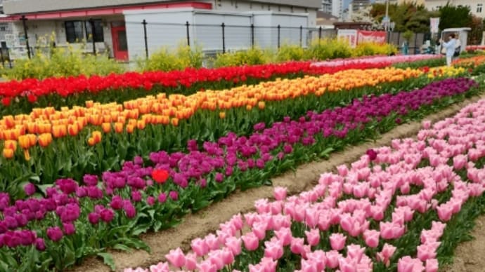 六甲アイランドチューリップ祭り🌷