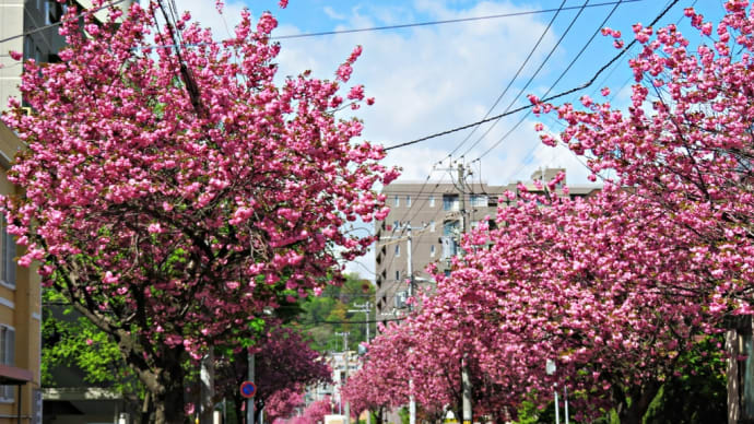 札幌で花見２０２２～南円山「さくら通り」ほか～