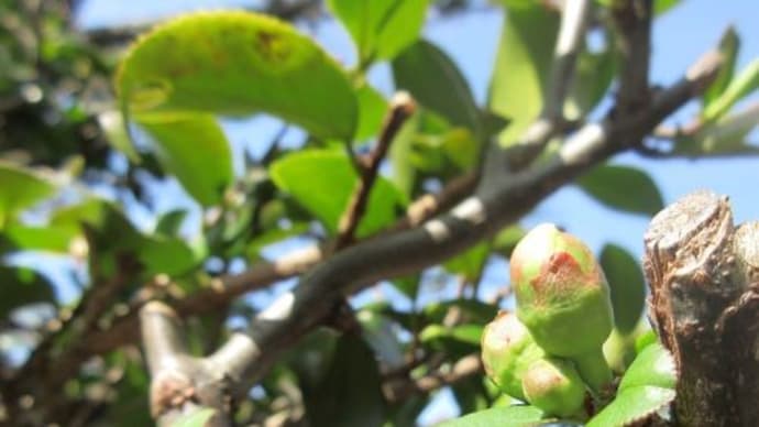 ☆玄関先の木瓜に蕾が。。。