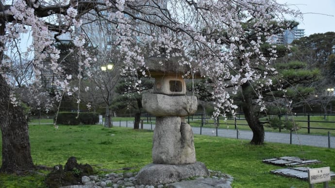 早咲き桜狩り 静岡県静岡市葵区駿府公園 第68回静岡まつり前:駿府城公園(2)枝垂桜と石灯篭