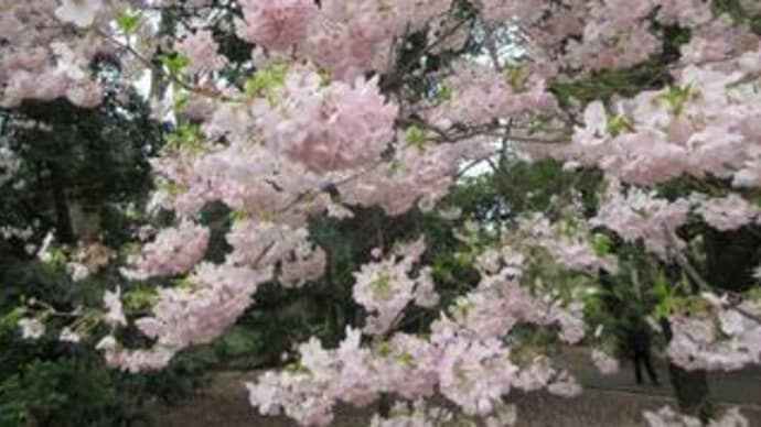 東京の桜。