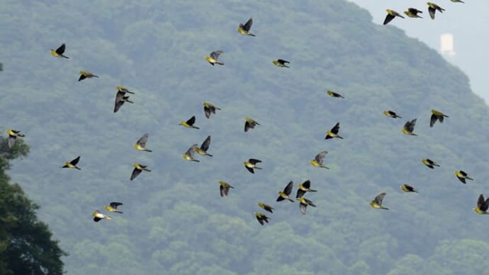 #カワセミと野鳥たち 1408