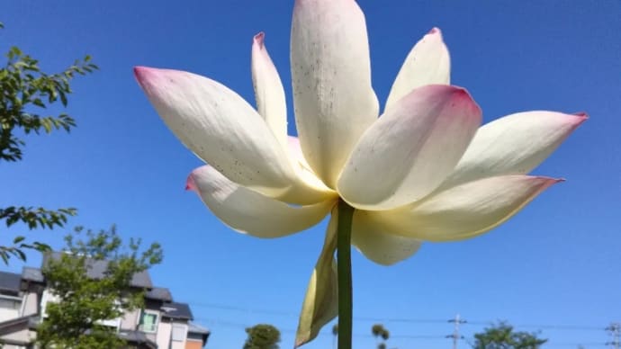 北吉田蓮の郷