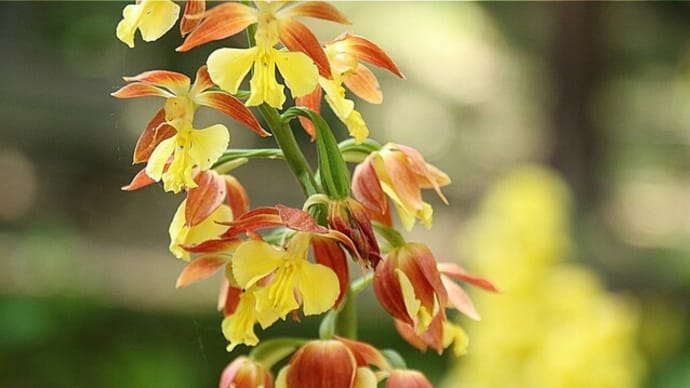 エビネと山野草の紹介